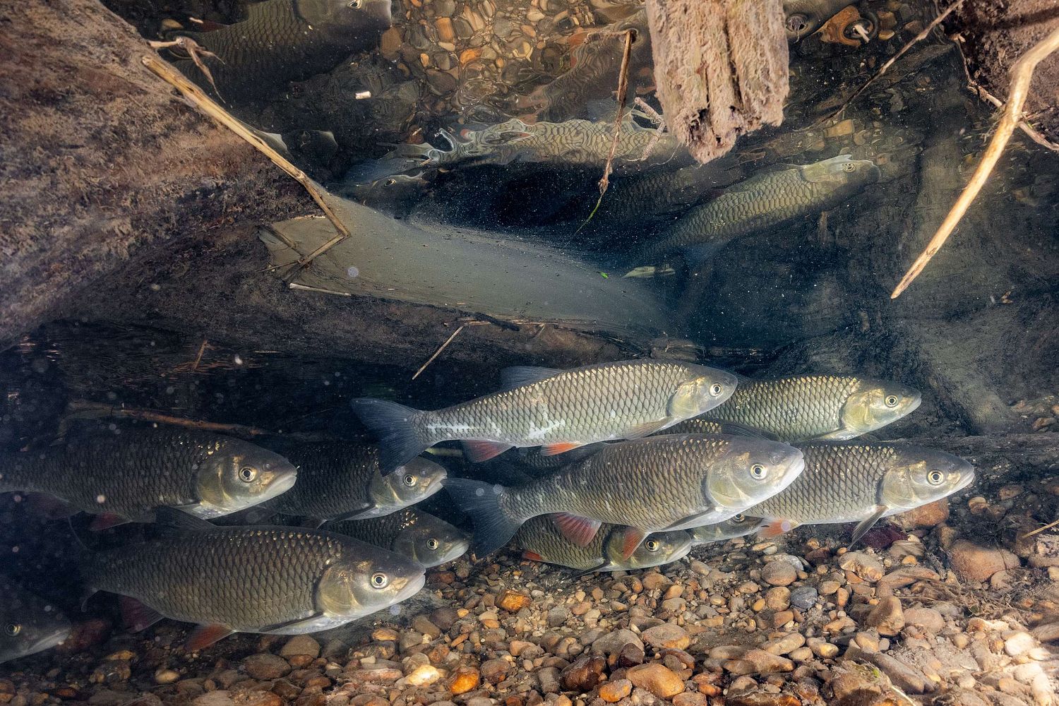 Squalius cephalus - Common chub