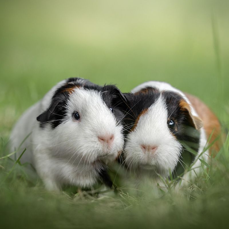 De grootste misverstanden over fotoshoots doen met je huisdier