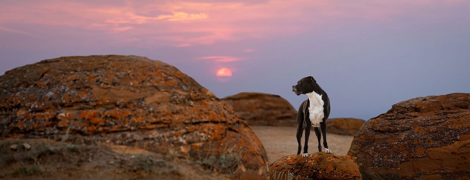 Alberta dog photographer in the Alberta hoo doos photographing a block boxer on red spherical rocks at sunset
