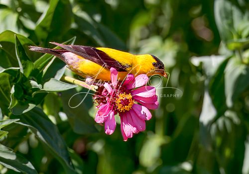 A vibrant yellow male American Goldfinch perched on a pink Zinnia.r