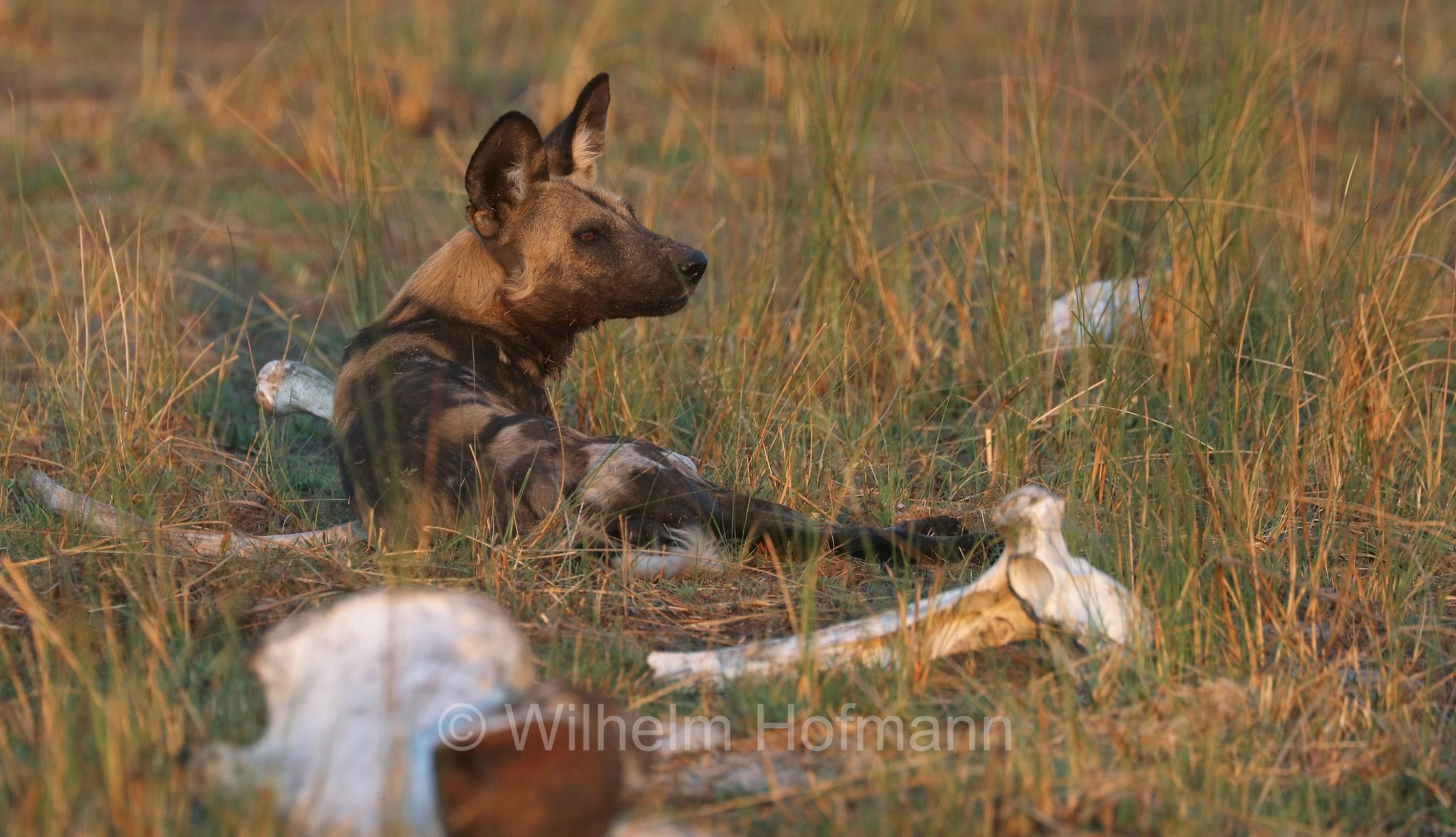 African wild dog, painted dog, Cape hunting dog, Afrikanischer Wildhund, licaone, cane selvatico africano, Lycaon pictus, Moremi Game Reserve, Moremi-Wildreservat, Okavango Delta, Okavango Grassland, Botswana, Republik Botsuana