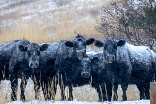 Editorial & Publications