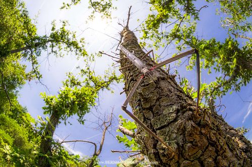 Bacillus rossius - Mediterranean stick insect