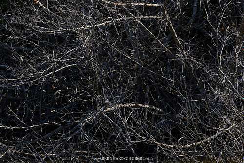 Ardea herodias - Great blue heron