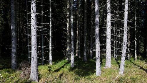 Naturwald in der Steinerau