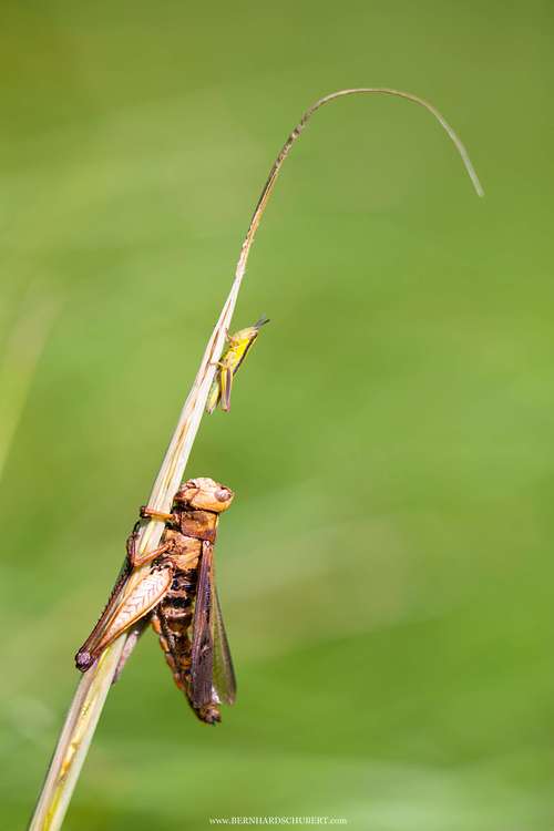 Entomophaga grylli infested
