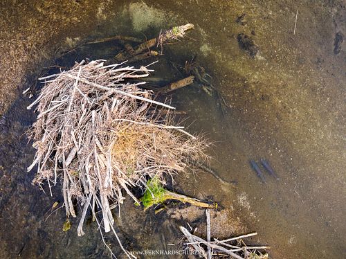 Hucho hucho - Huchen Donaulachs