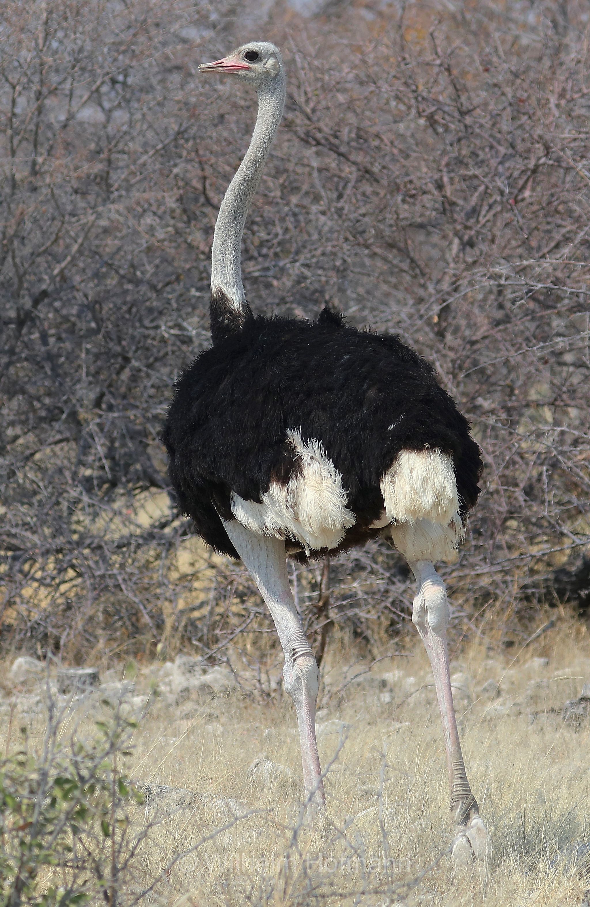 South African ostrich, black-necked ostrich, Cape ostrich, southern ostrich, Südafrikanischer Strauß, struzzo sudafricano, struzzo dal collo nero, struzzo del Capo, struzzo australe, Struthio camelus australis, Etosha-Nationalpark, Etosha National Park, parco nazionale d'Etosha, Namibia