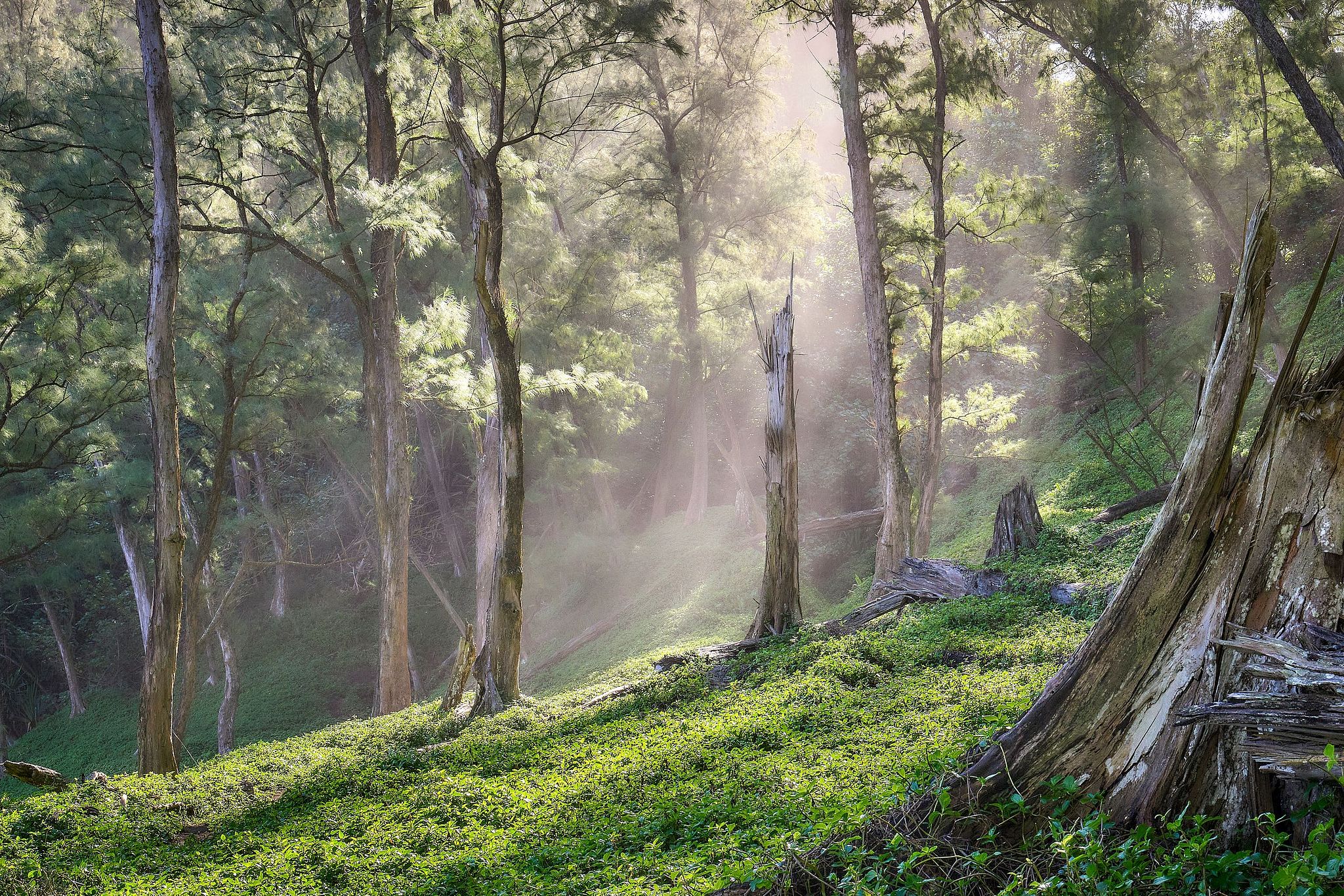 Pololu Valley Morning Light - Hawaii
