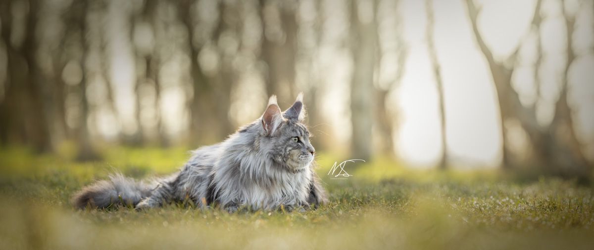 Panorama foto van een Maine Coon die naar rechts kijkt. Bomen op de achtergrond