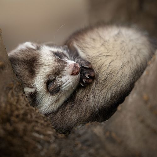 Waarom frettenfotografie?