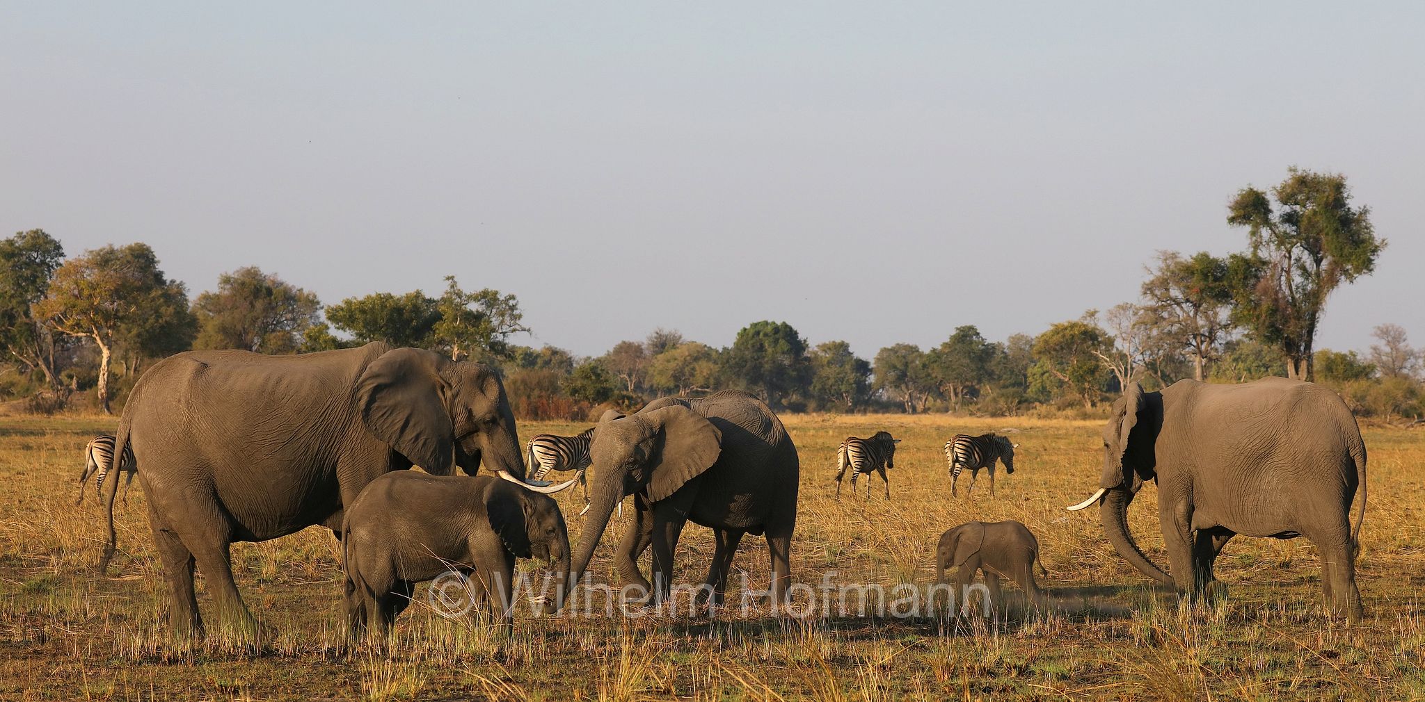 African bush elephant, African savanna elephant, Afrikanischer Elefant, Afrikanischer Buschelefant, Afrikanischer Savannenelefant, Afrikanischer Steppenelefant, elefanto africano, elefanto africano di savana, Moremi Game Reserve, Moremi-Wildreservat, Okavango Delta, Okavango Grassland, Botswana, Republik Botsuana