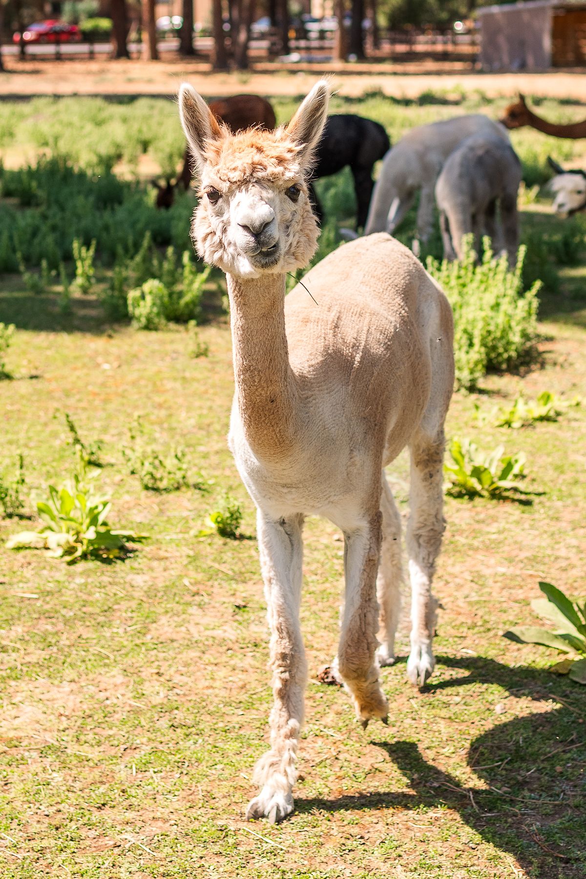 llama farm on cross country road trip with cranberry twp, pa newborn photographer