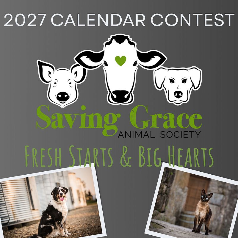 Let's Bark About It: Fresh Starts & Big Hearts