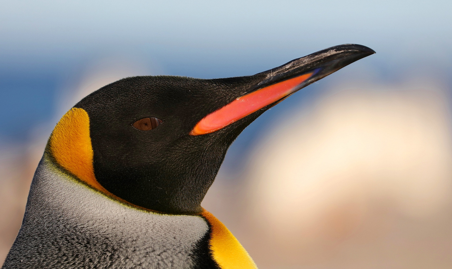 -World Wild Wonders-