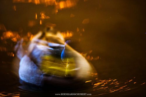 Anas platyrhynchos - Mallard