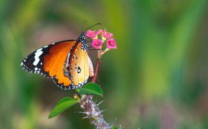 Don’t get everything in FOCUS always