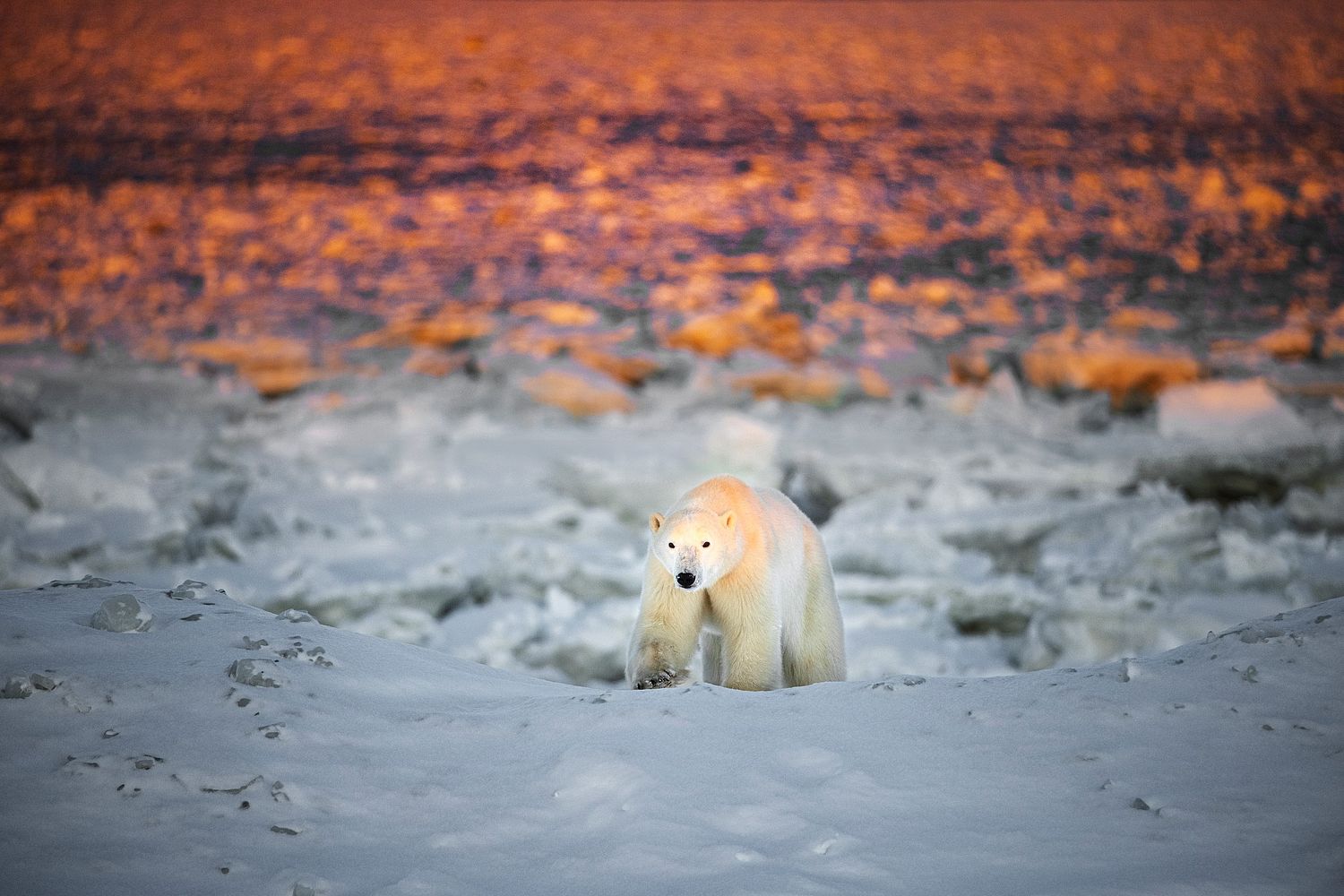 Fire & Ice