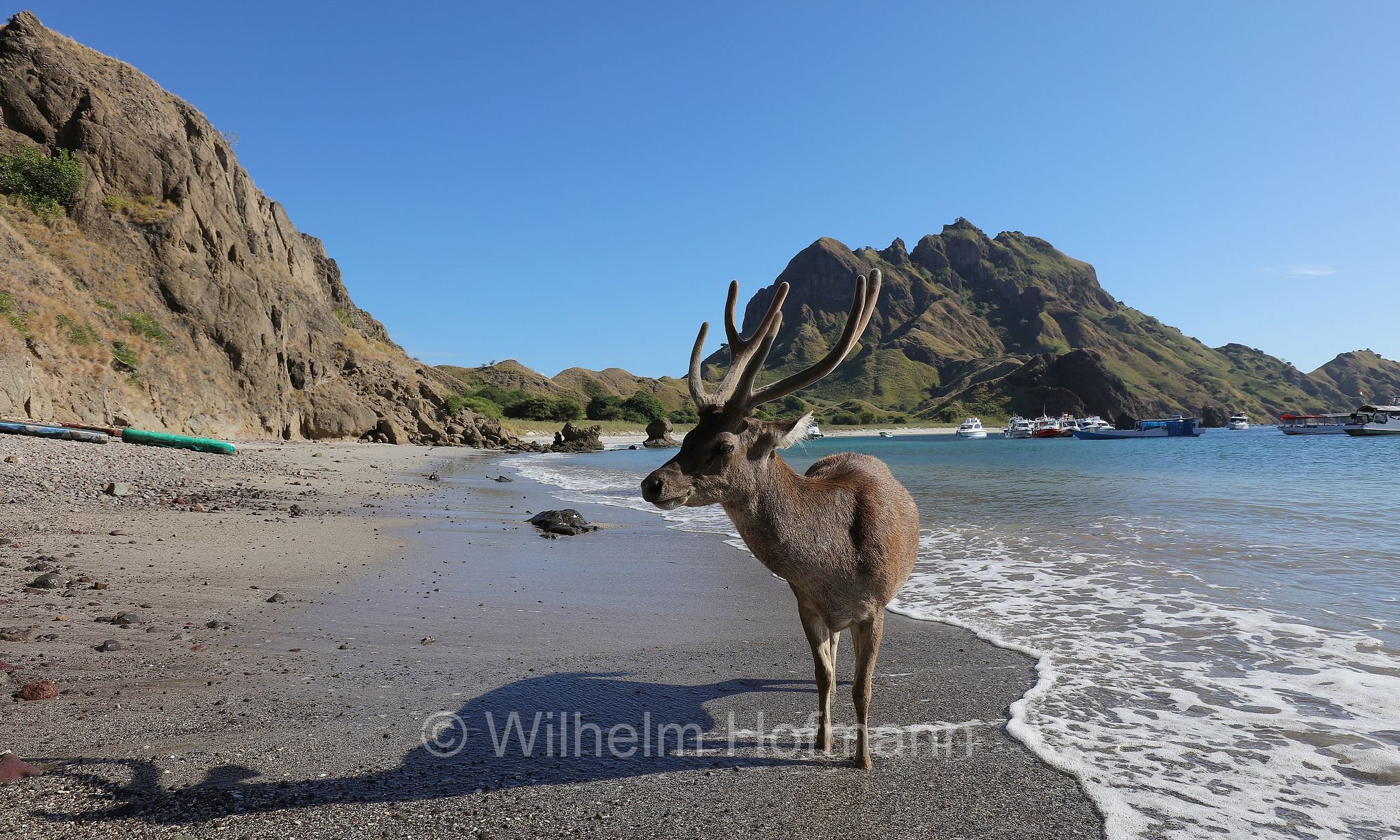 Javan rusa, Sunda sambar, Mähnenhirsch, Rusa, sambar dalla criniera, Rusa timorensis, Cervus timorensis, Pulau Padar, Padar Island, Padar, Pada, Komodo Islands, Komodo, Lesser Sunda Islands, Kleine Sundainseln, Piccole Isole della Sonda, Nusa Tenggara Islands, Kepulauan Nusa Tenggara, Indonesia, Indonesien