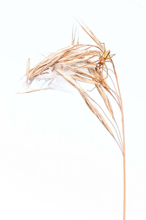 Cheiracanthium erraticum - Two-clawed hunting spider