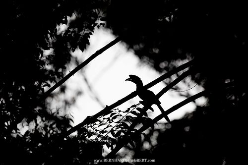 Anthracoceros albirostris - Oriental pied hornbill