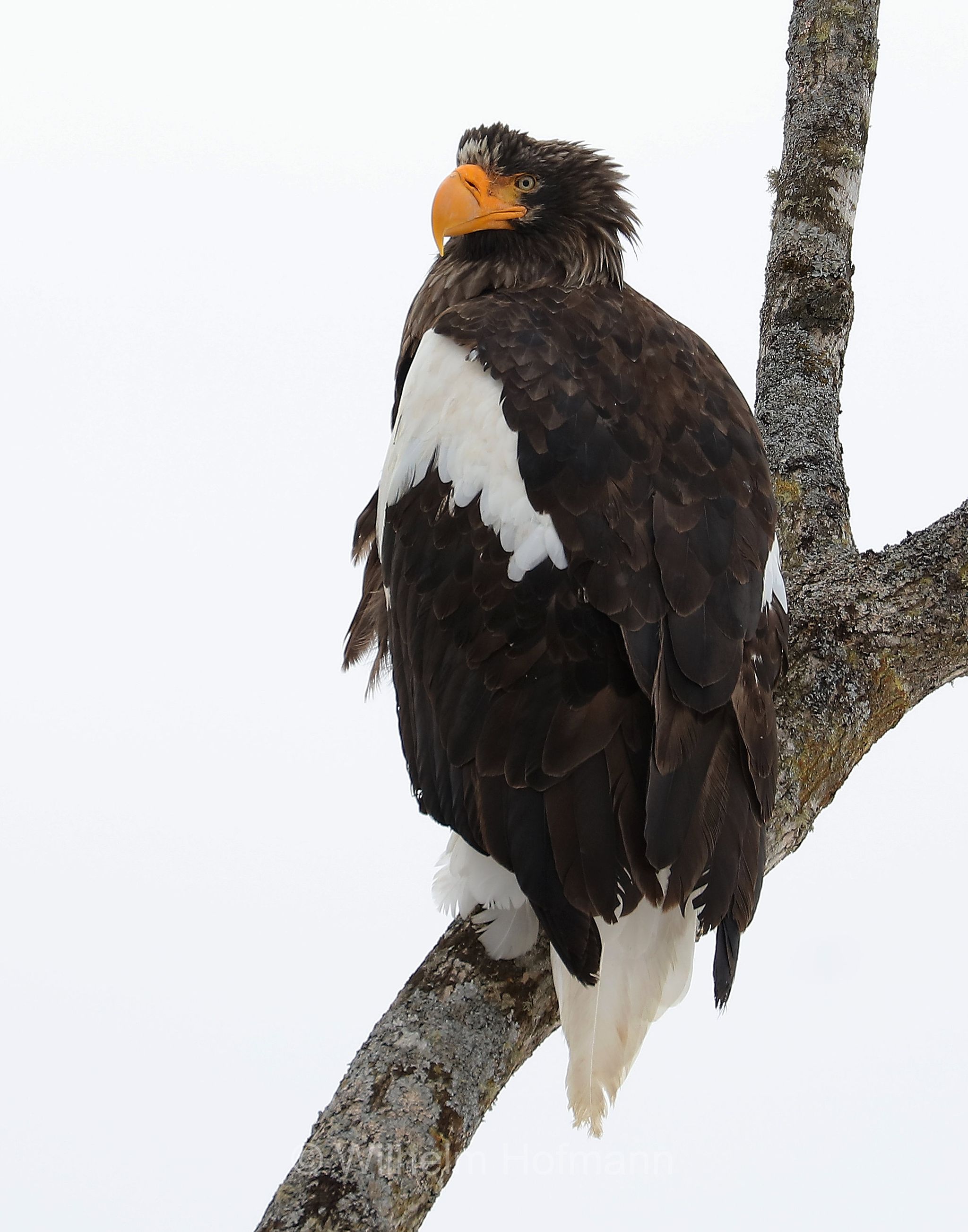 Steller's sea eagle, Pacific sea eagle, white-shouldered eagle, Riesenseeadler, aquila di mare di Steller, Haliaeetus pelagicus, Lake Furen, Fūren-ko, Hokkaidō, Hokkaido, Japan, Giappone