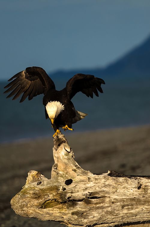 Best place for bald eagle photography workshop & guide tour in the US.  Located in the Midwest (Iowa & Illinois) and Alaska, United States.