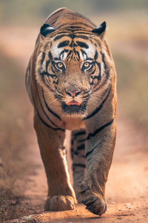 Tiger, Bandhavgarh, India, Panthera tigris, endangered species