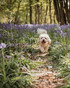 Spring Mini Sessions