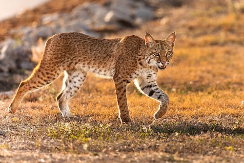 A wild Central Texas bobcat standing in a golden field, looking directly toward the camera with ears tufted and fur backlit by the sun.