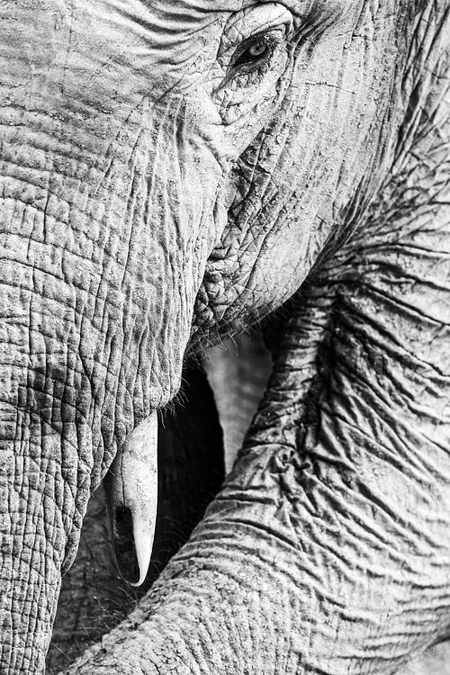 Elephas maximus borneensis – Borneo-Zwergelefant