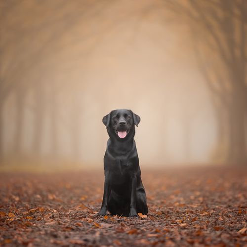 HERFSTSHOOT