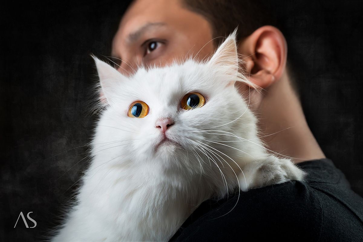 Beautiful cat photography: Lovely portrait of Momo, the beautiful persian cat with her parent.