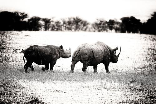 Rhinocéros en Tanzanie