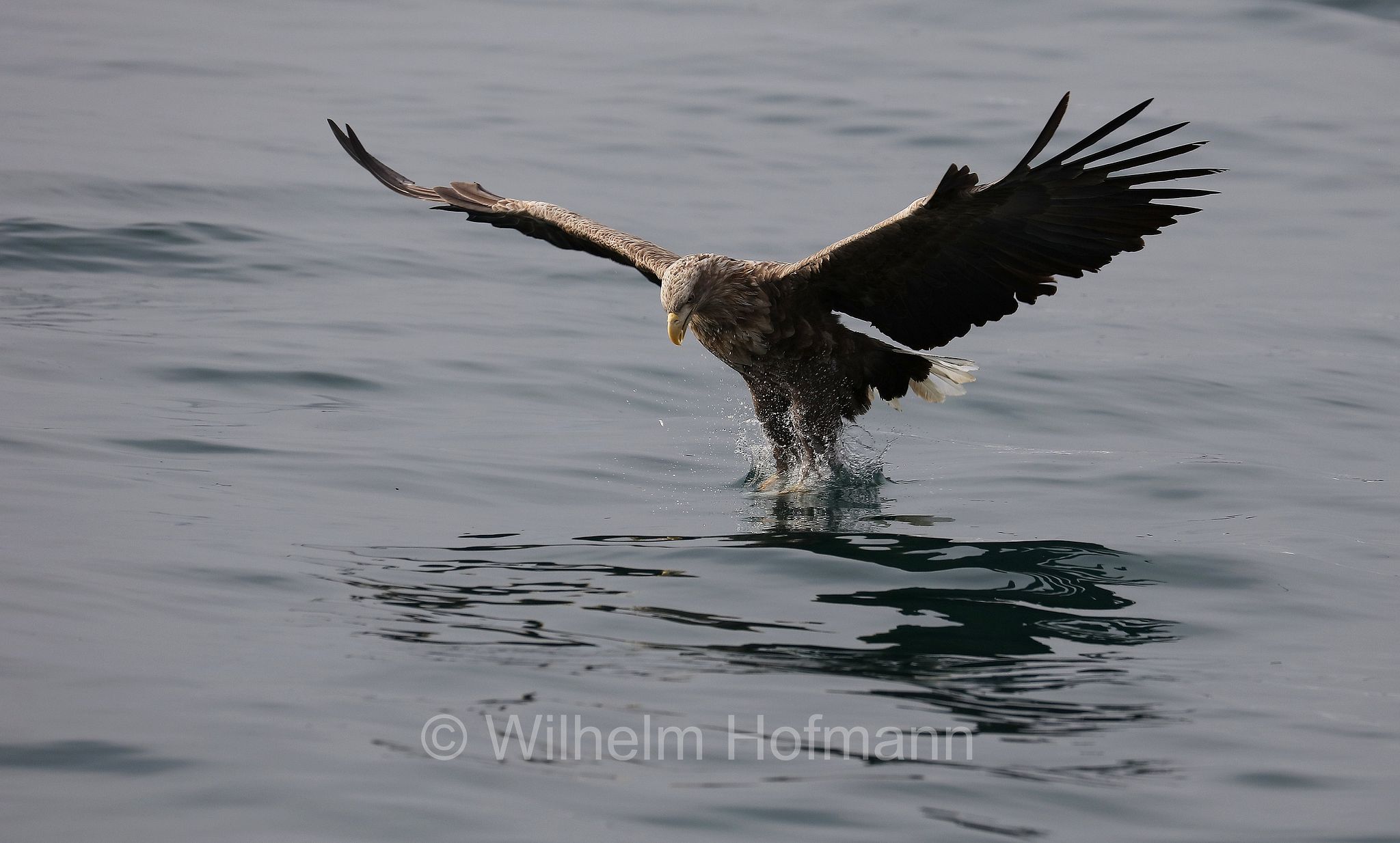 white-tailed eagle, white-tailed sea-eagle, ern, erne, gray sea eagle, Eurasian sea eagle, Seeadler, aquila di mare, aquila di mare codabianca, Rausu, penisola di Shiretoko, Shiretoko Peninsula, Shiretoko-Halbinsel, Hokkaidō, Hokkaido, Japan, Giappone