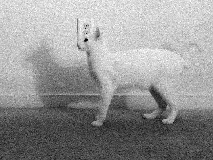 Cat | CHRISTOPHER WHARTON