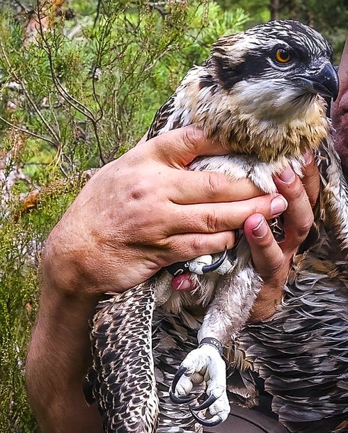 Osprey (Fiskeørn), Close Up Picture, captured by Trond Johansen Sarpsborg Norway