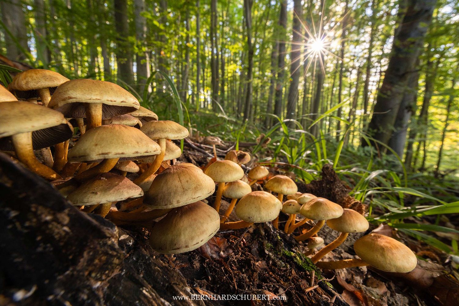 Hypholoma fasciculare – Grünblättriger Schwefelkopf
