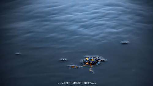 Bombina bombina - Fire-bellied toad