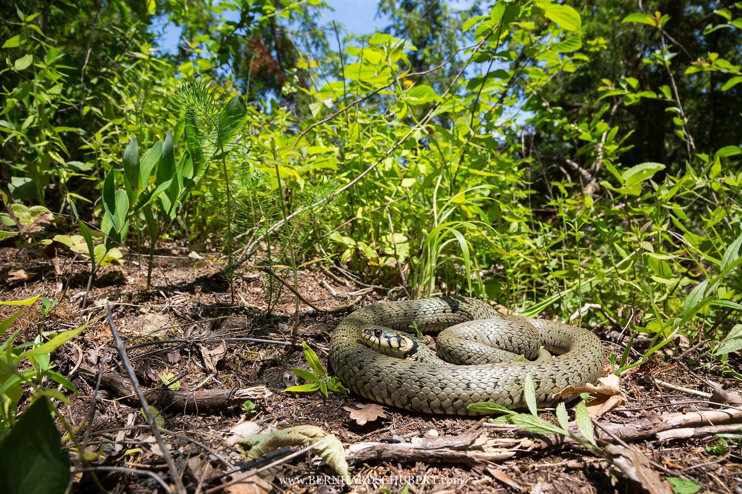 Natrix natrix - Grass snake