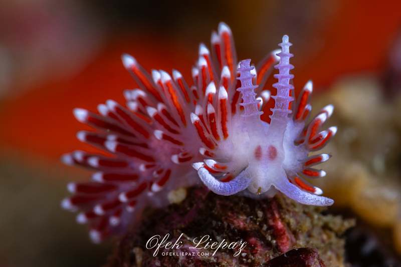 NUDIBRANCHS