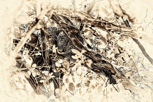 Photo sepia d'un léopard en Tanzanie