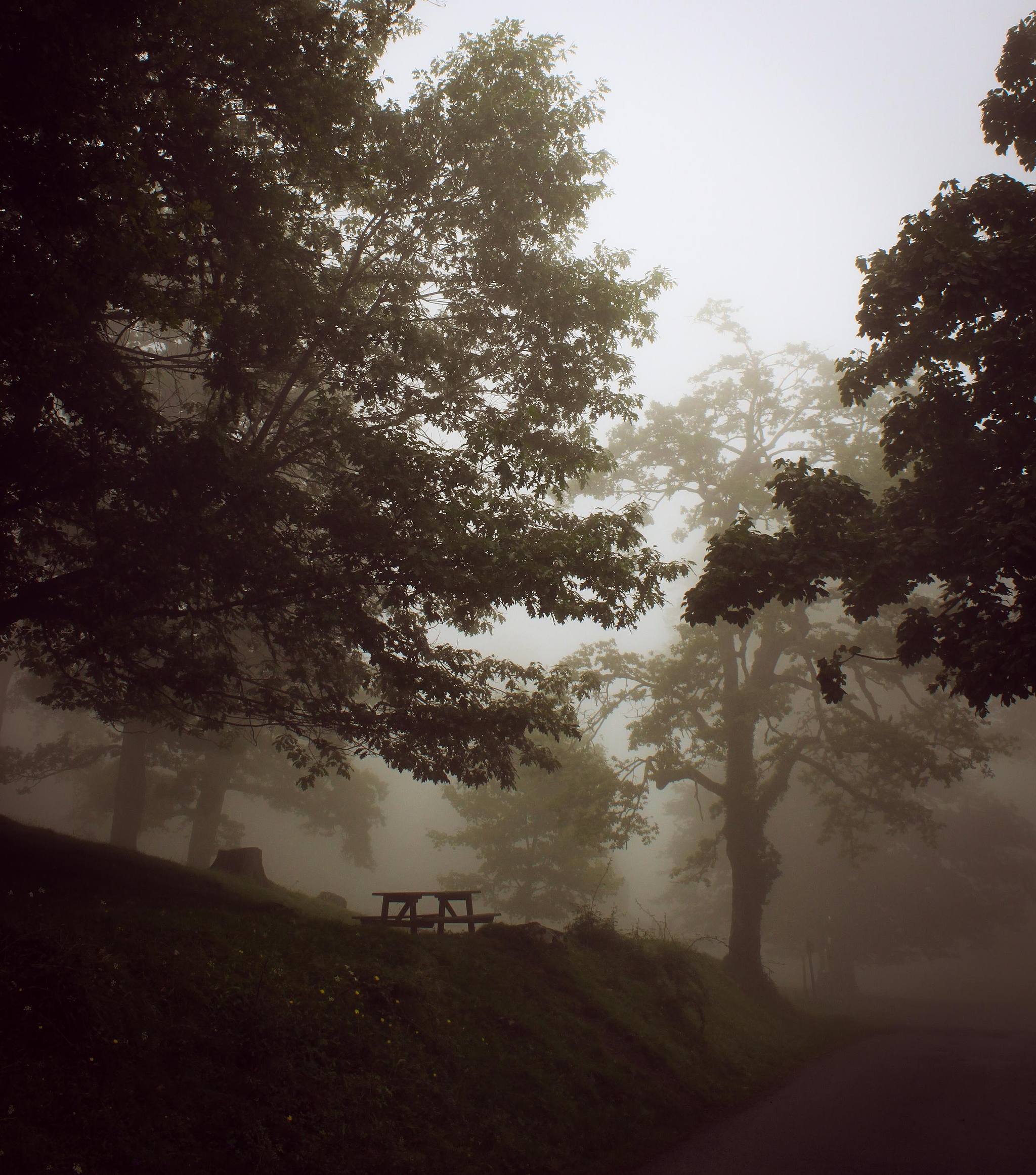 Photographie d’art d’un sous-bois dans la brume, lumière diffuse.