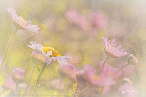 Glorious Morning II... A "simple" patch of daisies can be so beautiful in the morning light. Sprinkle on some dewdrops and the appearance can be just glorious... This image displays a single in-focus daisy amidst a blurred and glowing background of a field of daisies. This fine art color print titled "Glorious Morning II" is copyrighted by Gregory C. Sundra and GC Sundra IMAGES, LLC.