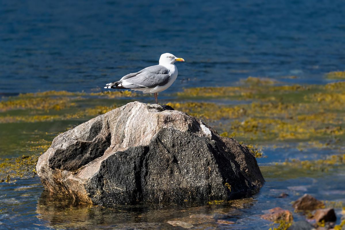 Silbermöwe am Gjeska-Fjord
