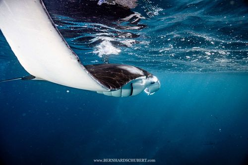 Mobula alfredi - Reef manta