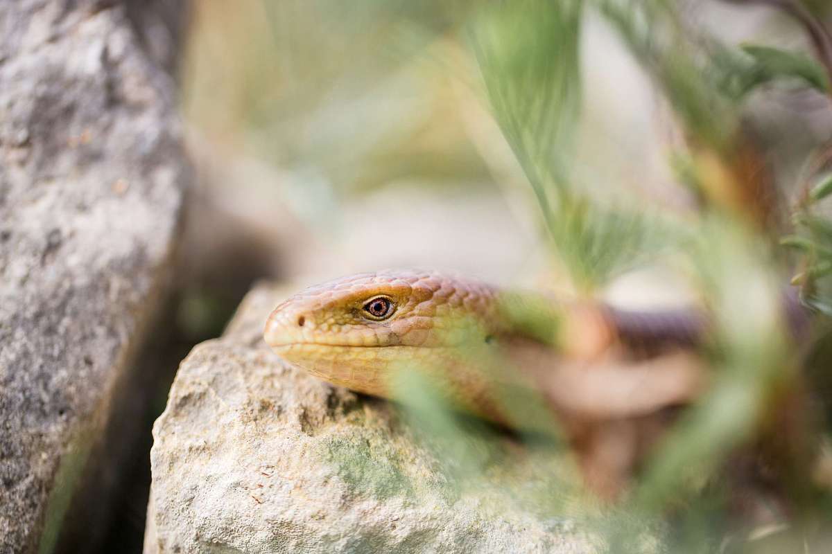 Panzerschleiche Scheltopusik Istrien Naturfotografie Workshop
