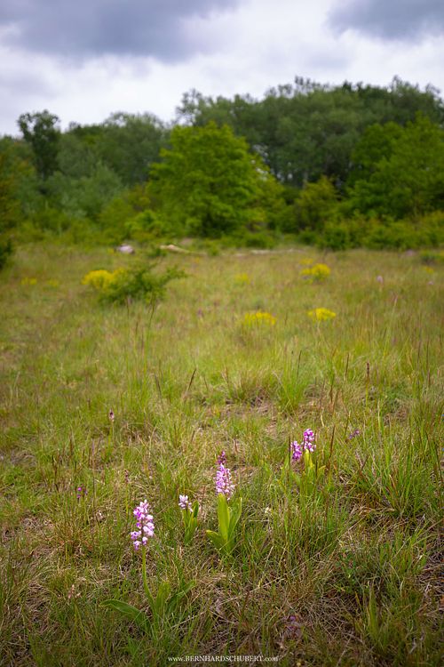 Orchis militaris - Military orchid