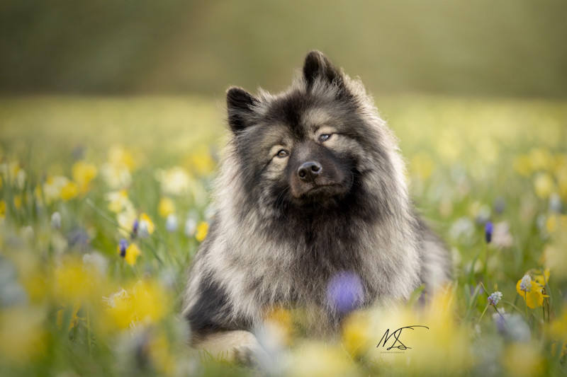 Keeshond tussen verschillende bloemen geel en blauw