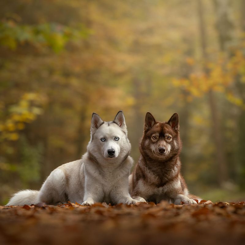 Waarom de herfst perfect is voor een fotoshoot met je huisdier